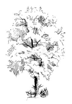 an ink drawing of a tree