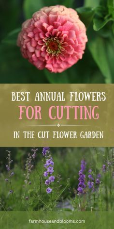 the best annual flowers for cutting in the cut flower garden