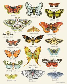 an image of many different butterflies