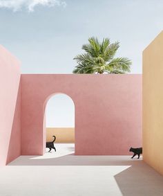 two black cats walking through an archway in a pink building with palm trees behind them