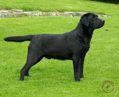 a black dog standing on top of a lush green field