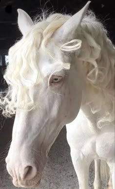 a white horse with blonde hair standing next to another horse