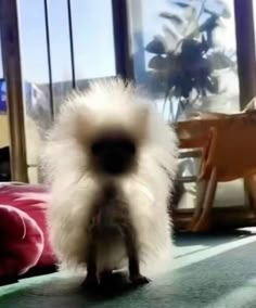 a small white dog standing in front of a window