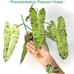 a hand holding a plant in front of a white background with the words phlodendron paraso verdre