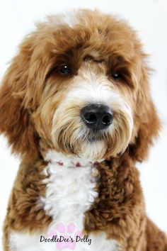 a small brown and white dog sitting down