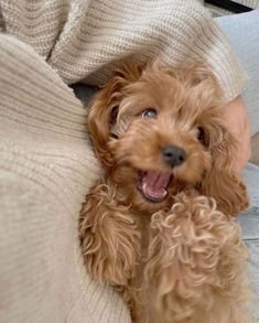 a brown dog laying on top of a person's lap next to a blanket