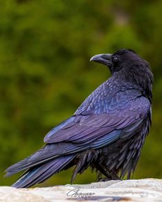 a black bird sitting on top of a rock