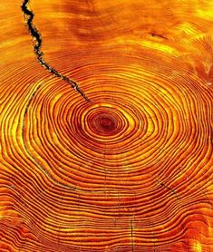 an image of a tree trunk with circles in it