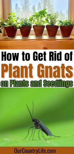 how to get rid of plant gnats on plants and seedlings