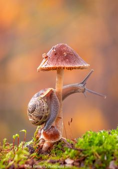 a snail is crawling on the ground next to a mushroom with its head in the air