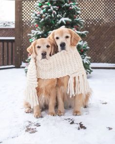 two golden retriever dogs are wrapped in a blanket outside on the snow covered ground