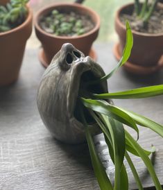 some potted plants sitting on a table with one plant in it's mouth