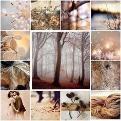 a collage of photos with trees and leaves