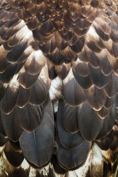 an owl's feathers are brown and white