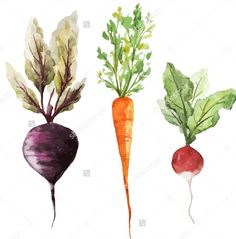 three different types of vegetables painted in watercolor