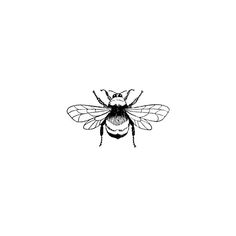 a black and white drawing of a bee