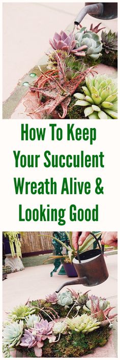 how to keep your succulent wreath alive and looking good