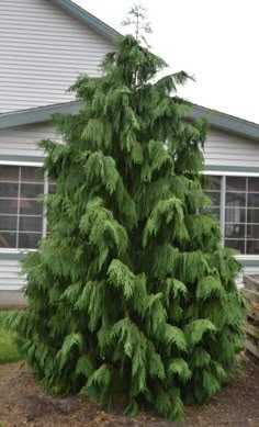 a pine tree in front of a house