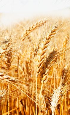 a field of wheat is shown in this image