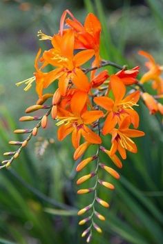 the orange flowers are blooming in the garden