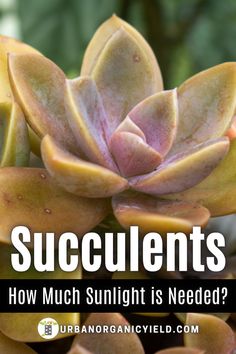 succulents with the words how much sunlight is needed?