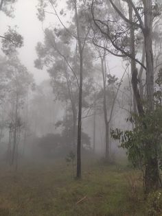 foggy forest with trees and grass in the foreground