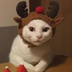 a white cat wearing a reindeer hat next to some strawberries