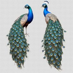 two peacocks standing next to each other on a white background