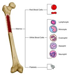 the structure of a long bone with different parts labeled on it and labelled in red blood cells, lymphate monocyte, white blood cells, esophilpsh