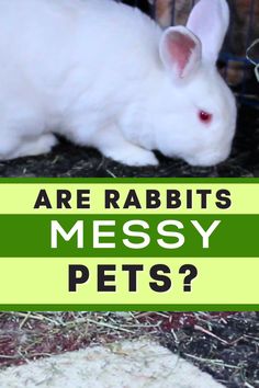 a white rabbit sitting on top of hay next to a cage