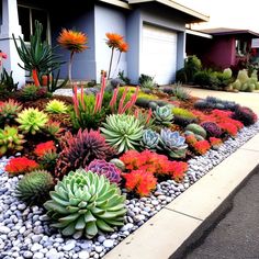 an assortment of succulents and plants in front of a house