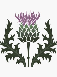 the logo for sassenach with an image of a thistle and leaves on it