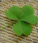 a four leaf clover sitting on top of a woven mat