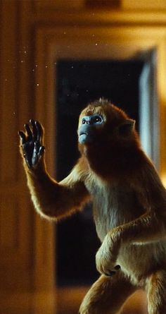 a monkey standing on its hind legs in front of a door with it's hands up