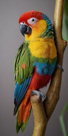 a colorful parrot perched on top of a tree branch