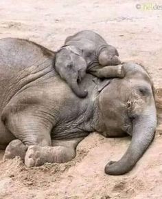 two baby elephants are playing in the sand