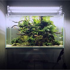 an aquarium filled with green plants and trees in the middle of a dark room next to a wall