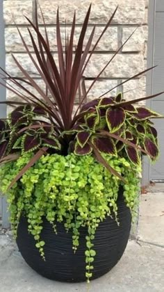 a large potted plant sitting on top of a sidewalk