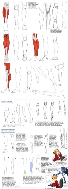 an image of different types of legs and feet