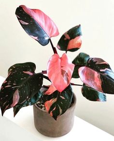 a potted plant with pink and green leaves