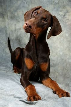 a brown and black dog sitting on top of a bed