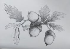 pencil drawing of acorns and leaves on paper