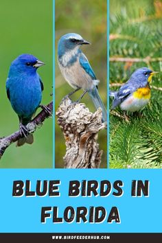 blue birds in florida with text overlay