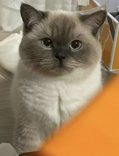 a grey and white cat sitting on top of a table