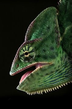 a green chamelon with its mouth open