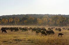 a large herd of cattle grazing on dry grass