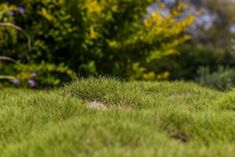 a blurry photo of grass in the foreground and some trees in the background