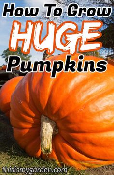 how to grow huge pumpkins in the garden with text overlay that reads, how to grow huge pumpkins