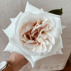 a person holding a white rose in their hand with the petals still attached to it