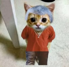 a cat wearing a blue hat standing on top of a carpet next to a door